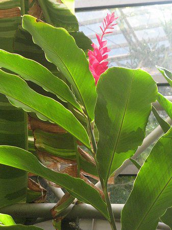 �A���s�j�A�E�v���v���^(Alpinia purpurata)