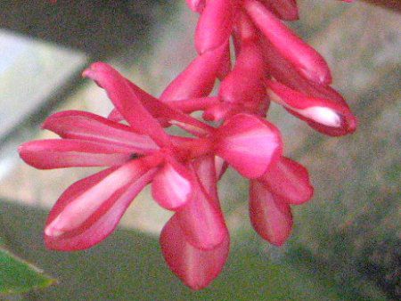 �A���s�j�A�E�v���v���^(Alpinia purpurata)