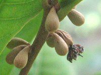 �~���N���t���[�c�iMiracle fruit�j