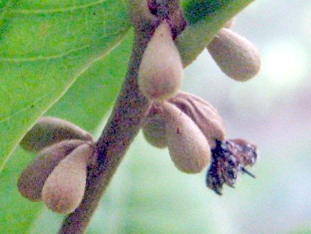 �~���N���t���[�c(Miracle fruit)