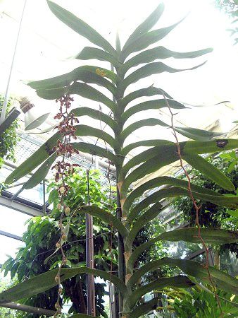 �f�B�����t�H���L�X�E���[�E�B(Dimorphorchis lowii)