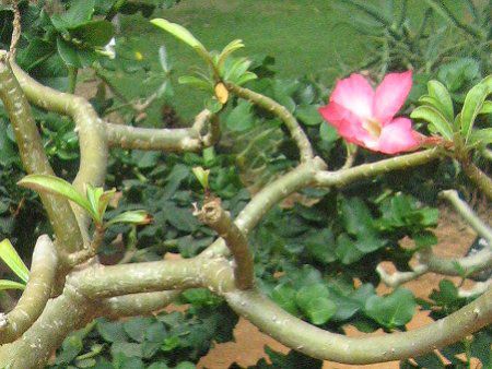 �A�f�j�E��(Adenium)