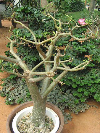 �A�f�j�E���iAdenium�j