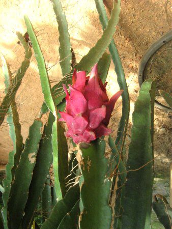 �h���S���t���[�c�ʎ�