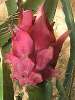 �h���S���t���[�c�ʎ�(Dragon fruit)