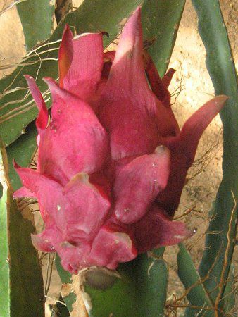 �h���S���t���[�c