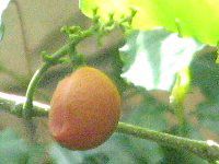 �A���C�V��(Ameisia)