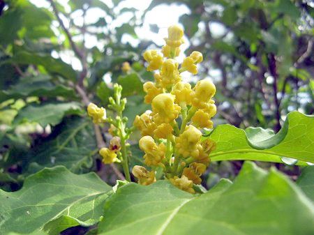 �A���C�V�A(Ameisia)