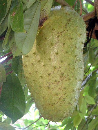 �g�Q�o�����C�V