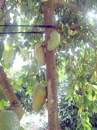 �g�Q�o�����C�V