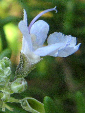 ���[�Y�}���[(Rosemary)