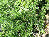 ���[�Y�}���[(Rosemary)