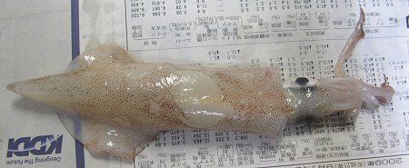 �����C�J�i���G���j