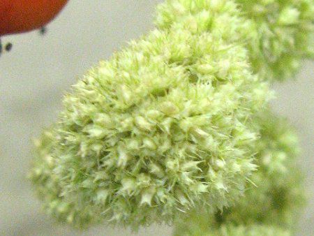 �A�}�����T�X��J�E�_�c�X�iAmaranthus caudatus�j