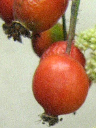 �i���L���i�i�J�}�h27�i�싞�����j