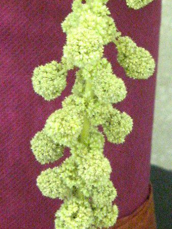 �A�}�����T�X��J�E�_�c�X�iAmaranthus caudatus�j