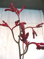 �J���K���[�|�[(Kangaroo paw) 