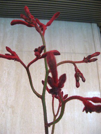 �J���K���[�|�[(Kangaroo paw) 