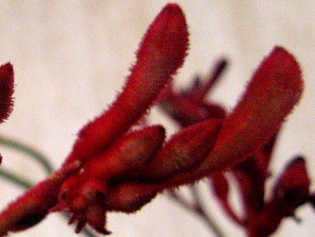 �J���K���[�|�[(Kangaroo paw) 