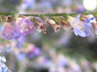 �n�C�u���b�h�E�����j�E��(Hybrid Limonium) 