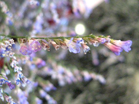 �n�C�u���b�h�E�����j�E��(Hybrid Limonium)