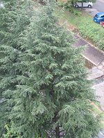 �q�}�����X�M�iHimaraya���j
