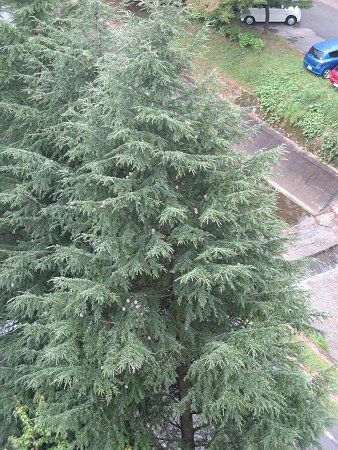 �q�}�����X�M(Himaraya��)