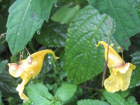 �L�c���t�l