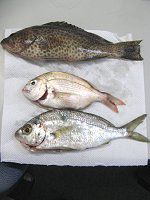�y�������`�މ�