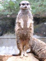 �~�[�A�L���b�g�iMeerkat�j