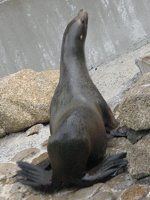 California�A�V�J
