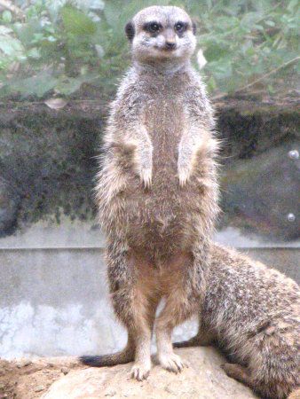 �~�[�A�L���b�g�iMeerkat�j