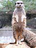 �~�[�A�L���b�g�iMeerkat�j