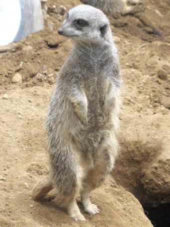 �~�[�A�L���b�g�iMeerkat�j