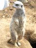 �~�[�A�L���b�g�iMeerkat�j