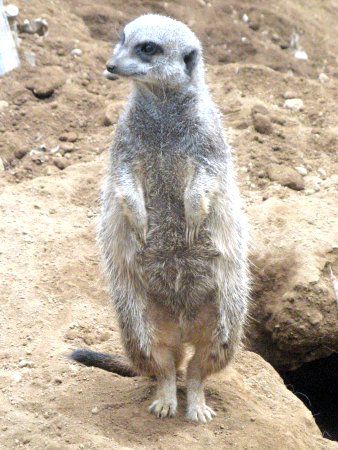 �~�[�A�L���b�g�iMeerkat�j