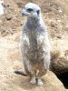 �~�[�A�L���b�g�iMeerkat�j