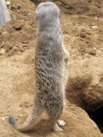 �~�[�A�L���b�g�iMeerkat�j