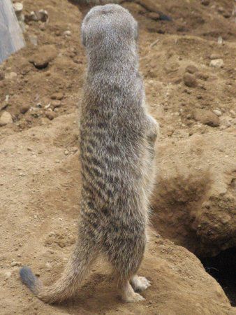 �~�[�A�L���b�g�iMeerkat�j