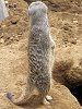 �~�[�A�L���b�g�iMeerkat�j