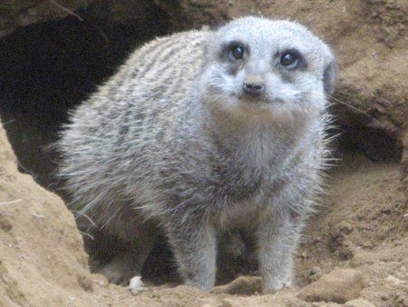 �~�[�A�L���b�g�iMeerkat�j
