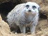 �~�[�A�L���b�g�iMeerkat�j