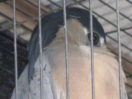 �q���n�V�T�M�i�L�{��j
