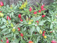 �Ϗܗp�g�E�K���V