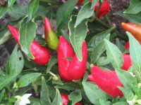 �Ϗܗp�g�E�K���V