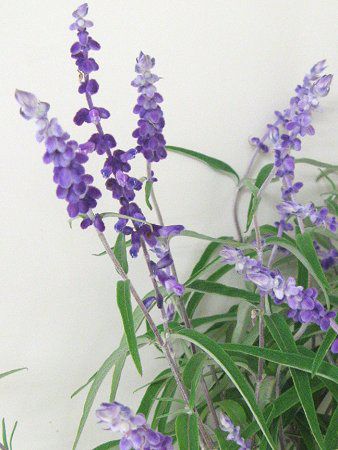 �T���r�A�E���E�J���T(Salvia leucantha)