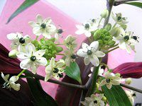 �I�[�j�\�K�����E�T���f���V�[(Ornithogalum saundersiae)11