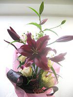 �t�����[�u�[�P2