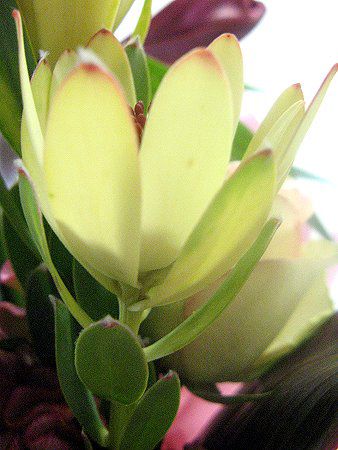 Leucadendron Discolor31