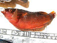 �މʁ|�x��